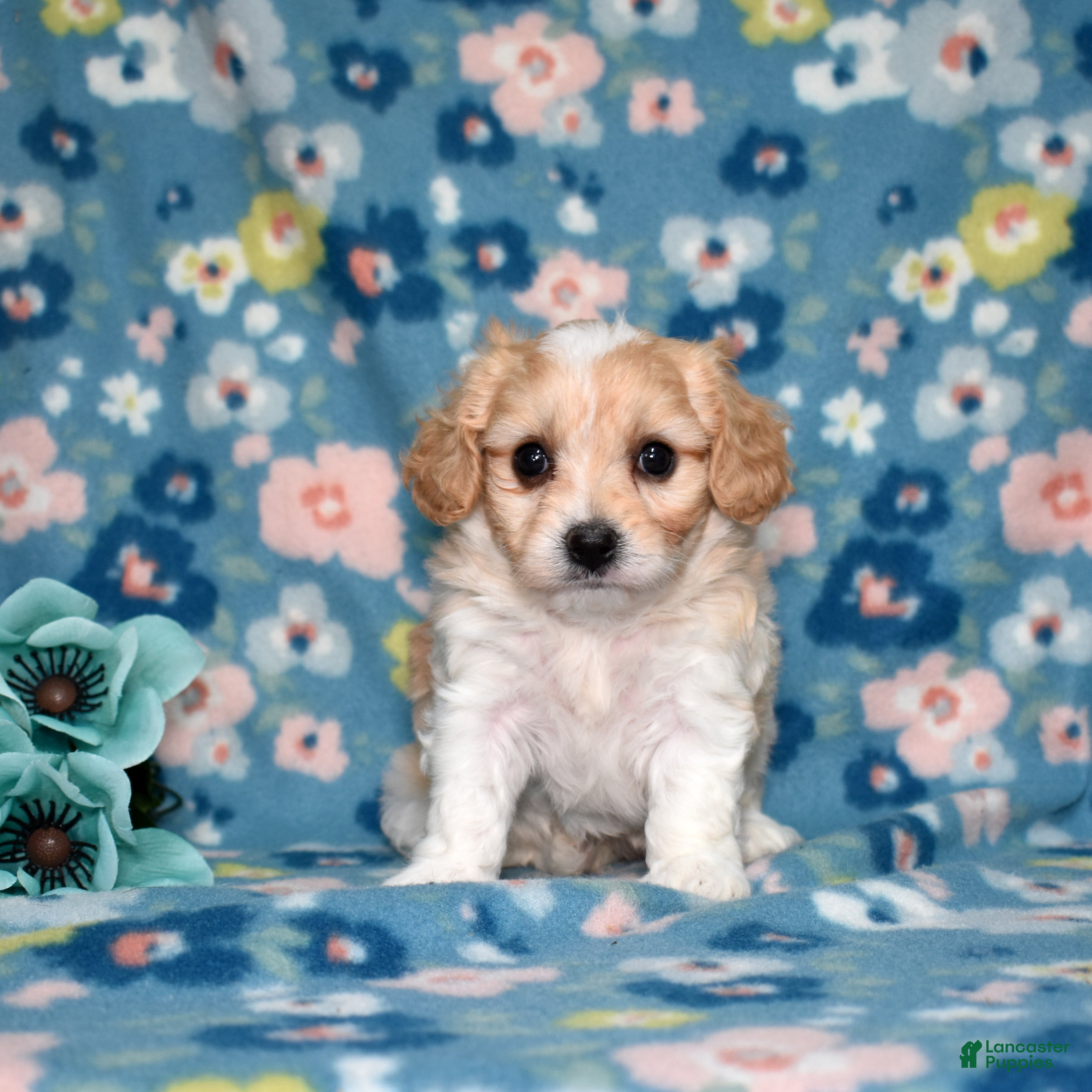 Cavachon dogs Butterscotch  - Ad 2