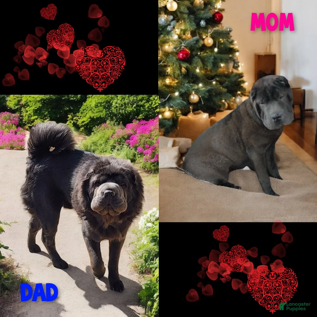 Shar Pei dogs for sale: Oreo black flower mini - Ad 29