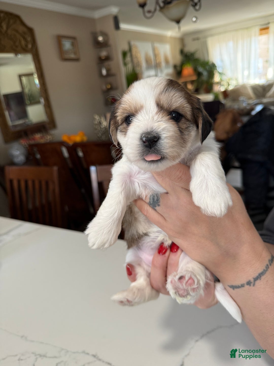 Shorkie dogs for sale: Shorkie Puppy 5 Luna - Ad 2
