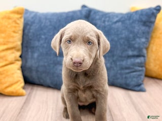 Labrador Retriever dogs - Ad 22