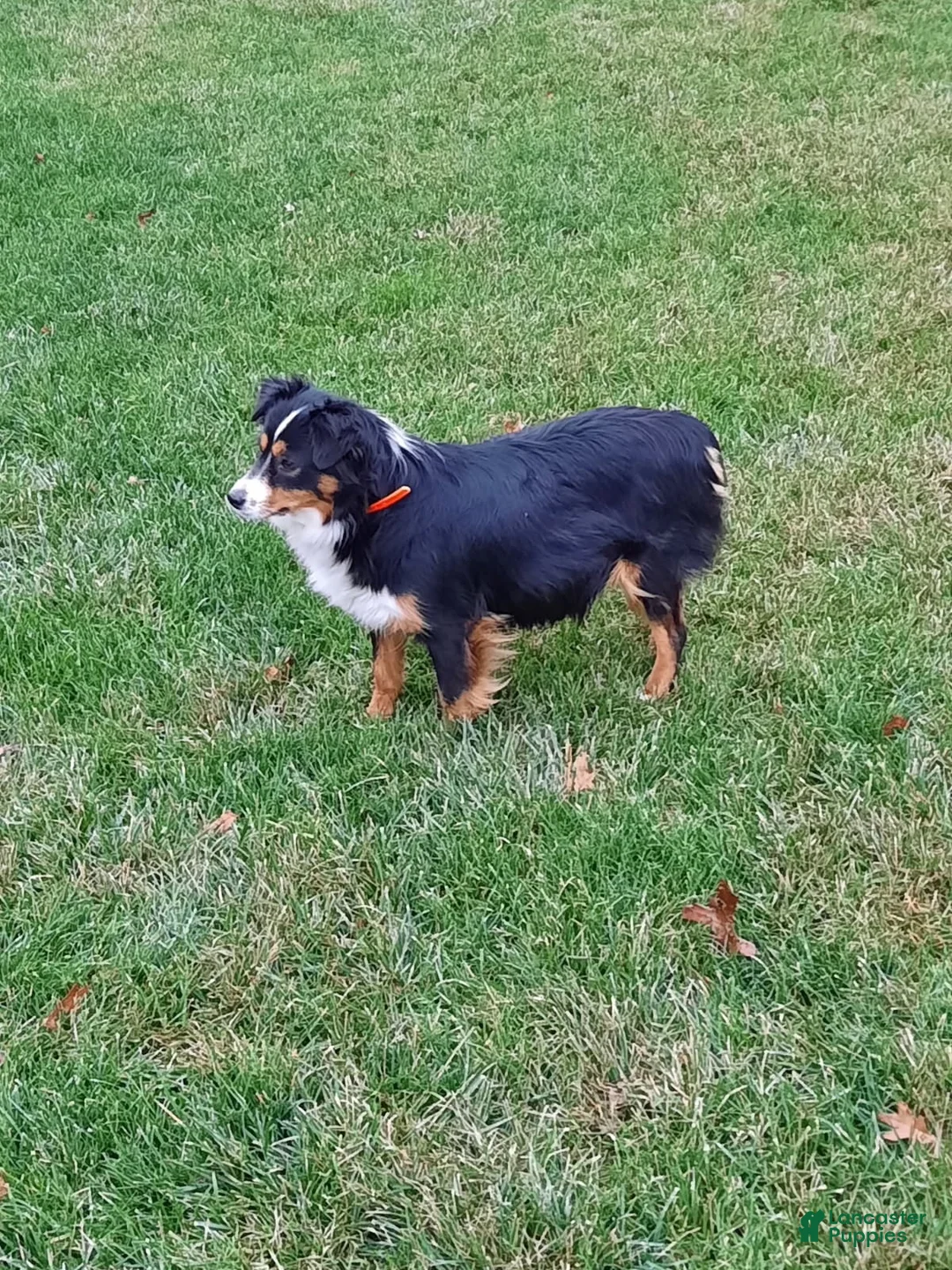 Miniature Australian Shepherd dogs for sale: Milo - Ad 10
