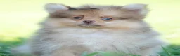 Pomeranian dogs for sale: Gio - Ad 5