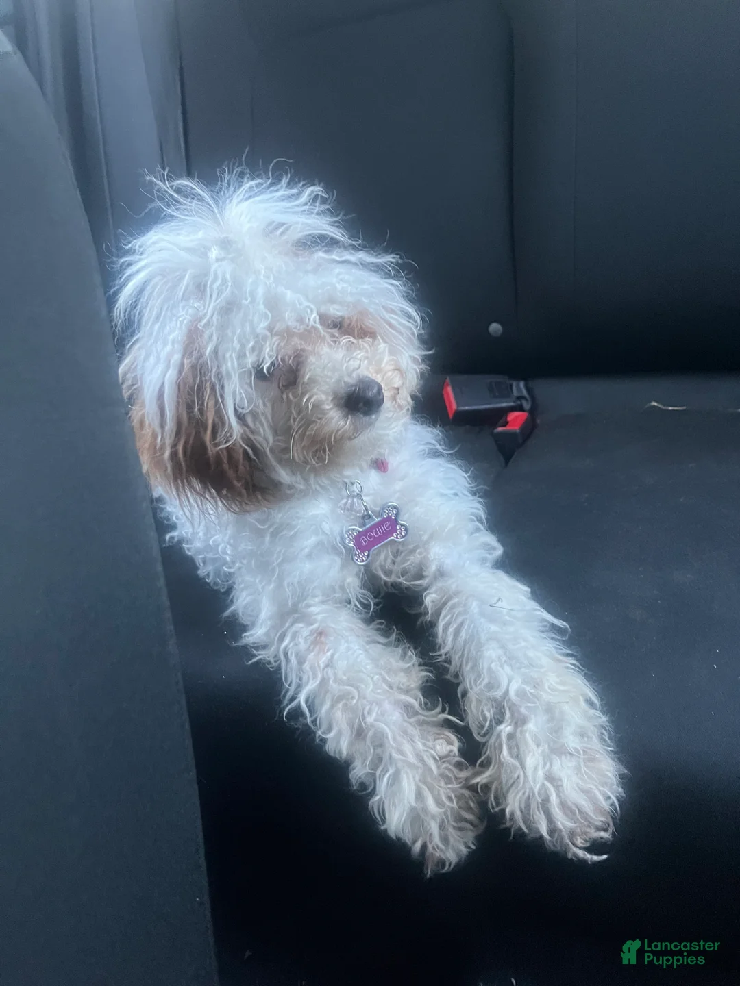 Havapoo dogs for sale: Boujie  - Ad 1