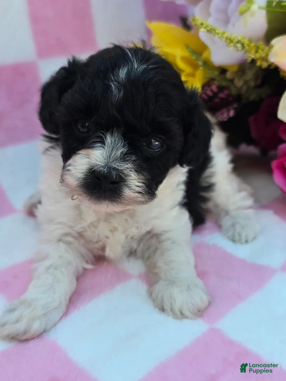 Maltipoo dogs for sale: Robin - Ad 2
