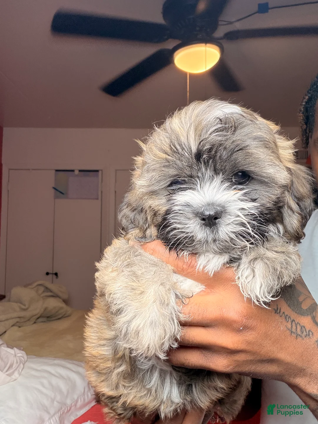 Shihpoo dogs for sale: Shihpoo Puppy 1 - Ad 1