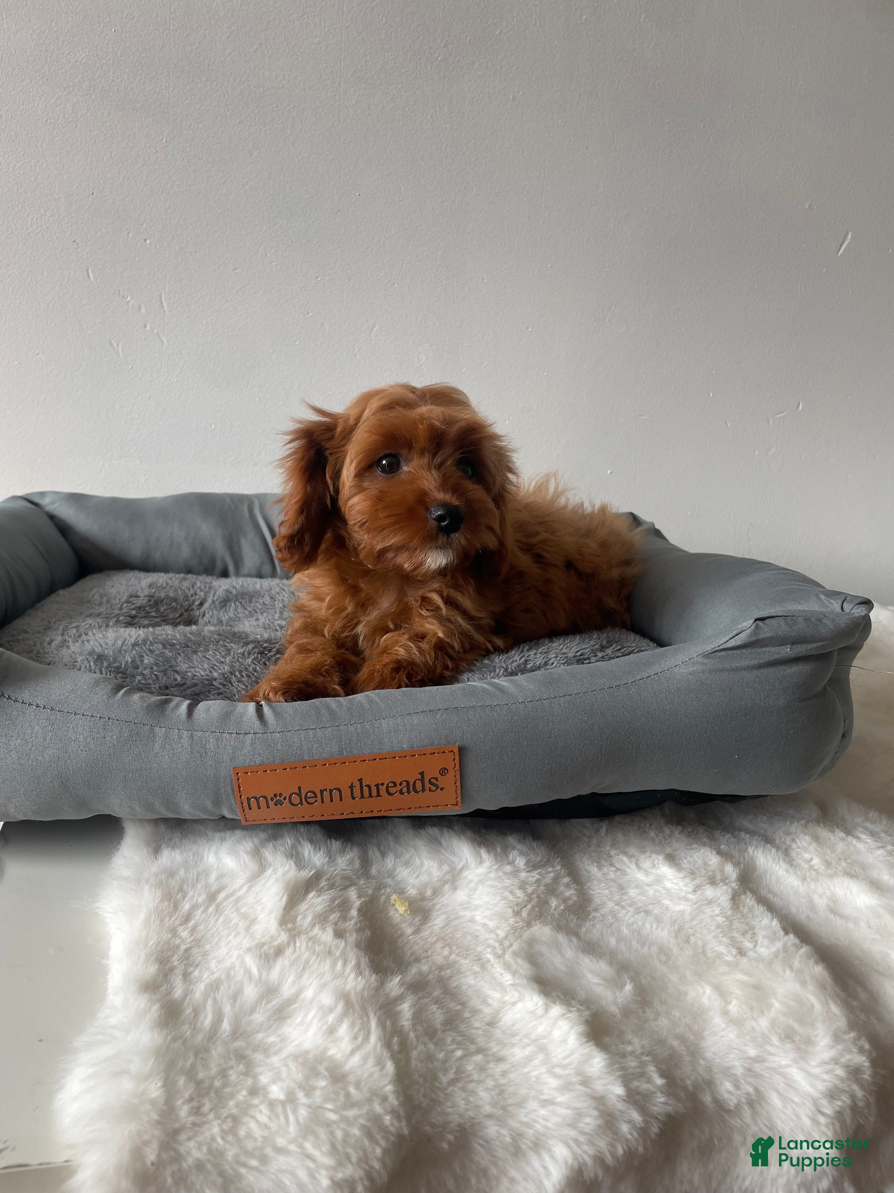Cavapoo dogs Nova - Ad 1