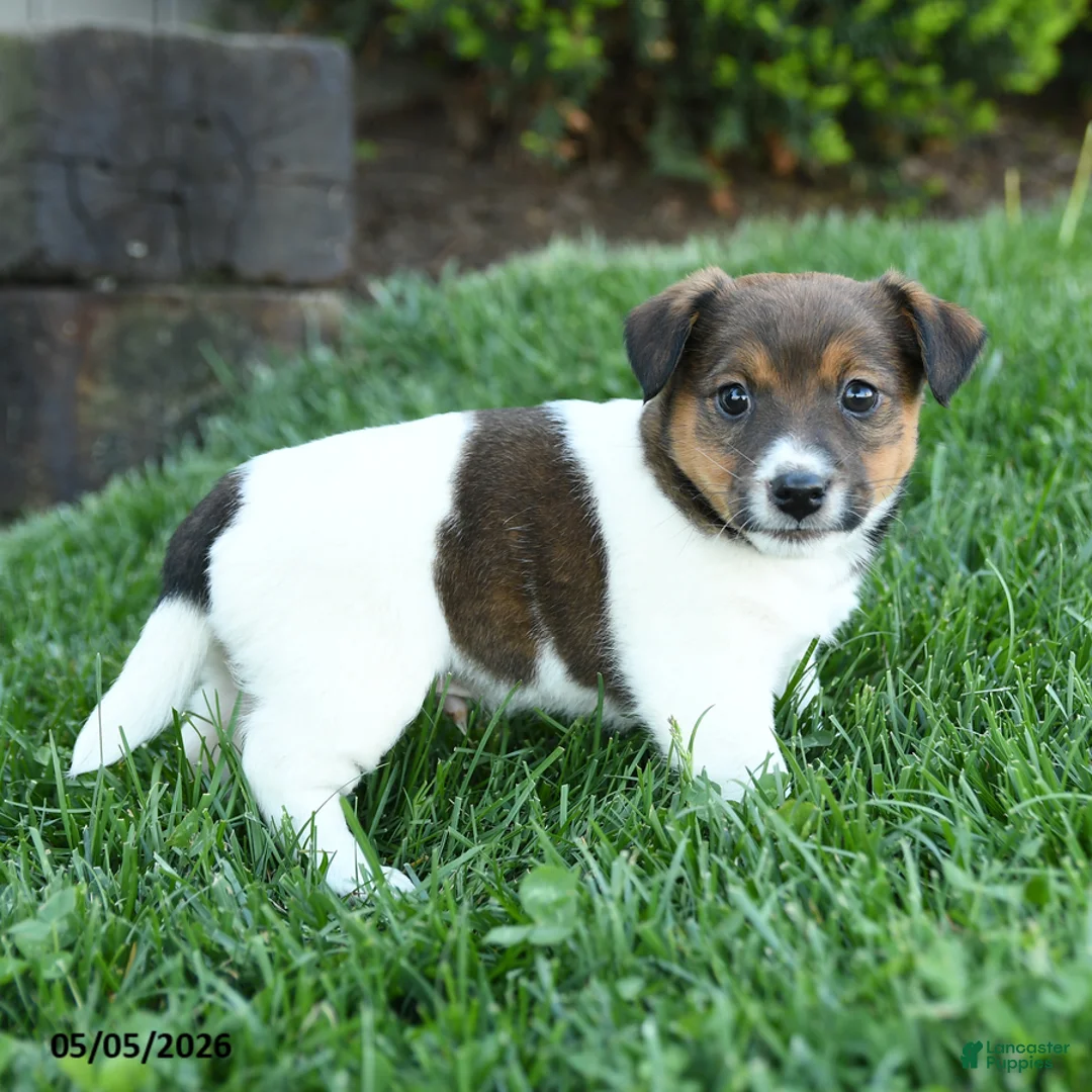 Jack Russell Terrier dogs for sale: Rowan - Ad 3
