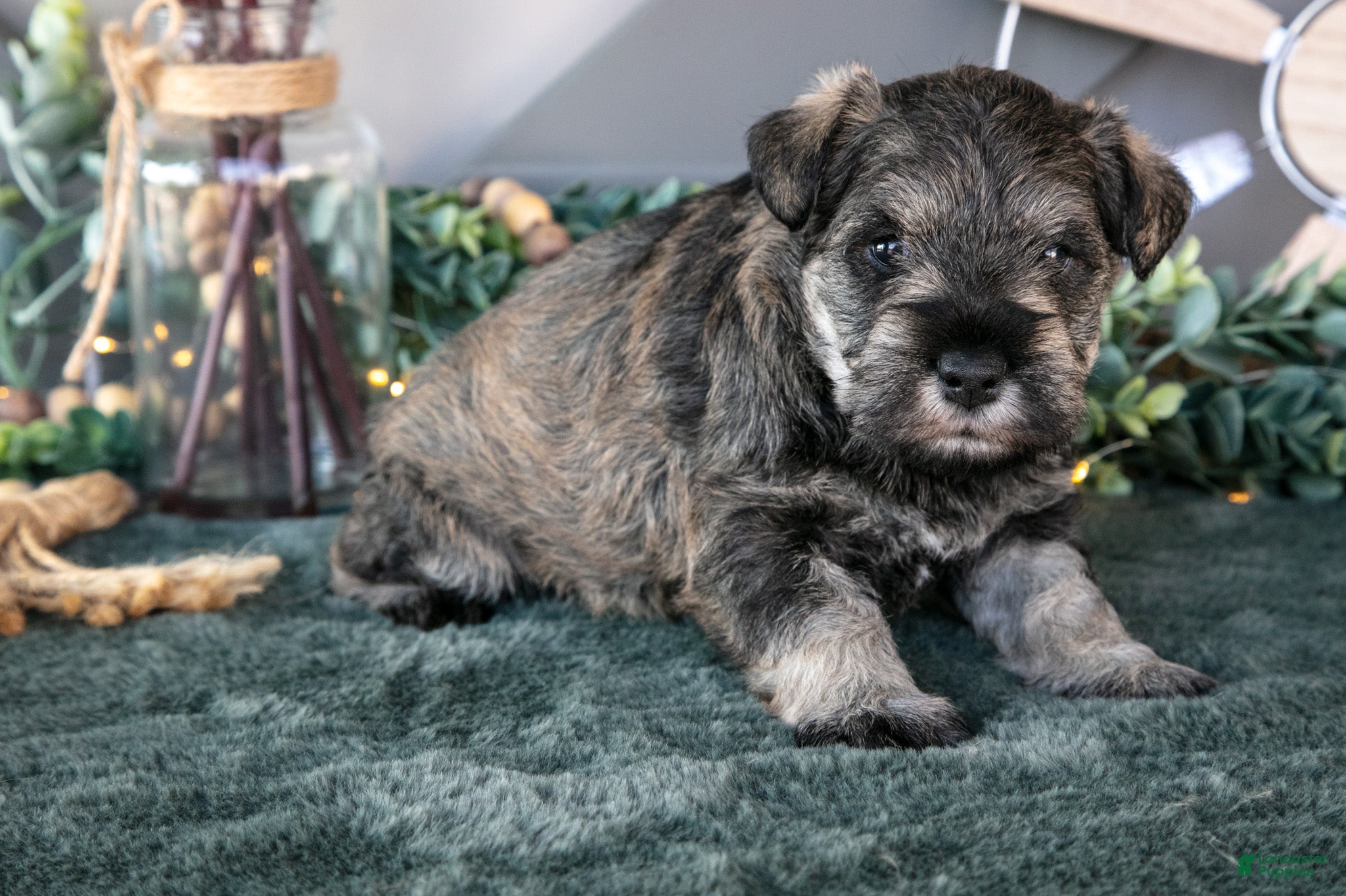 Miniature Schnauzer dogs Evan - Ad 39
