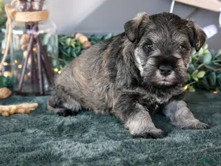 Miniature Schnauzer dogs Evan - Ad 39