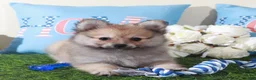 Pomeranian dogs for sale: Mink Soft Little ACA Pomeranian Puppy - Ad 3