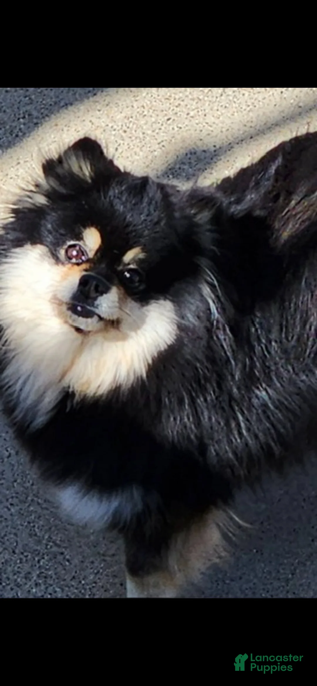 Pomeranian dogs for sale: Wednesday  - Ad 24
