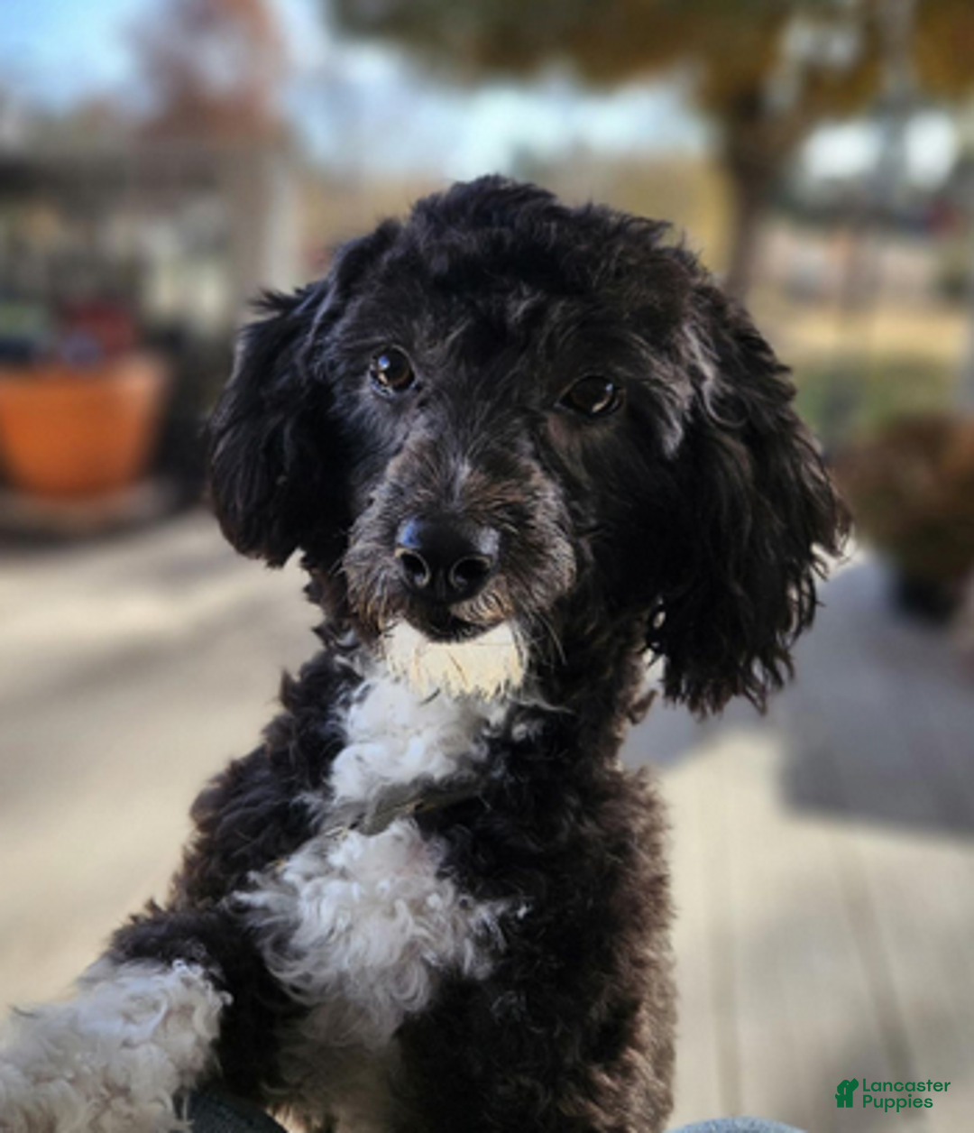Aussiedoodle dogs for sale: Violet - Ad 3