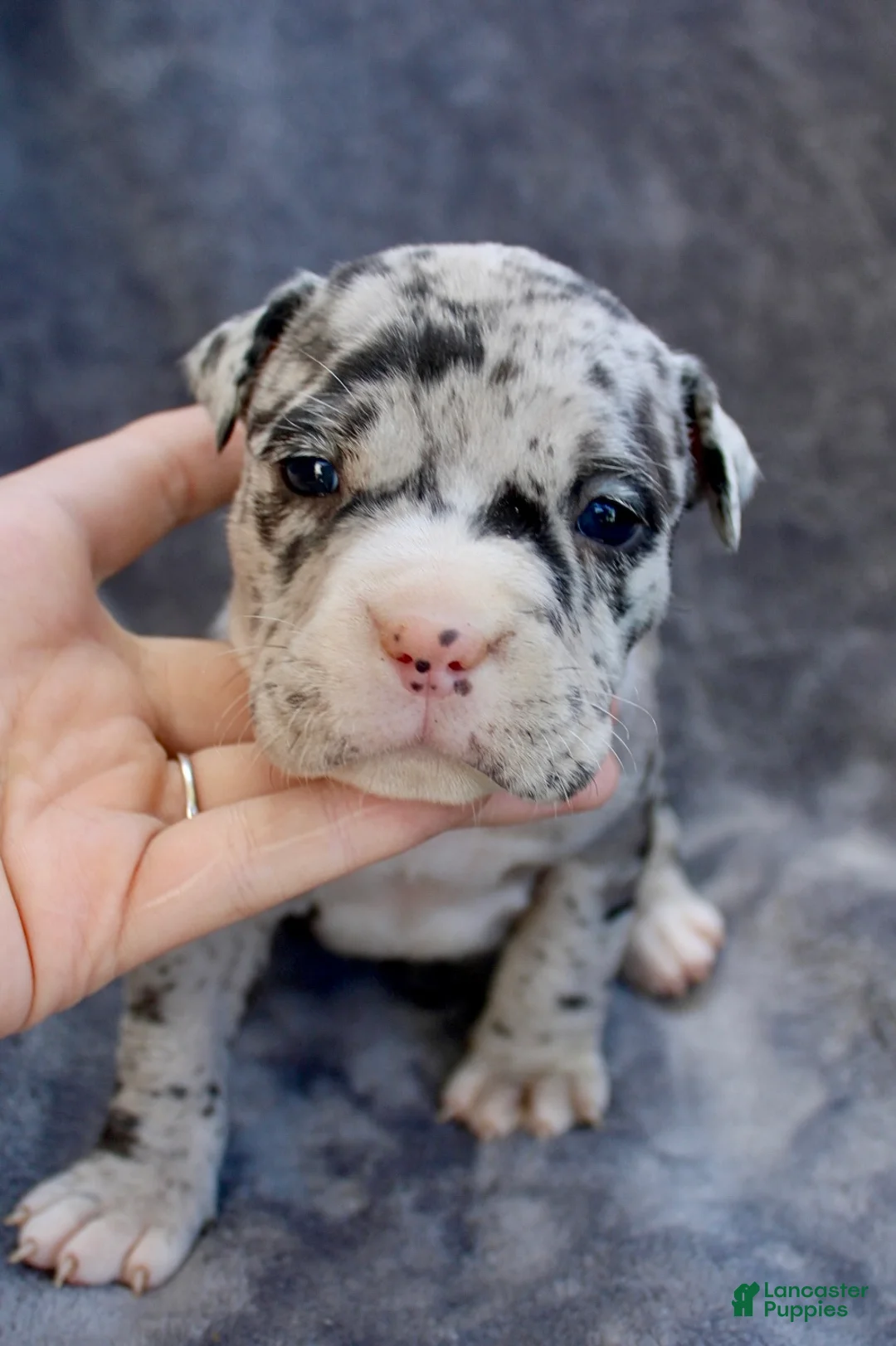 American Bully dogs for sale: Black Merle Female - Ad 2