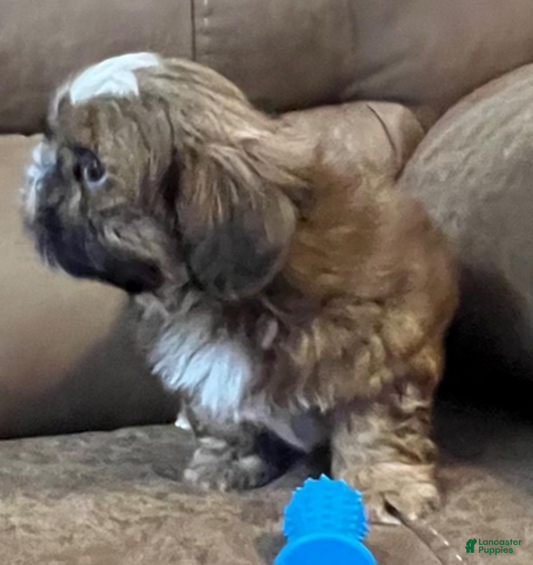 Shih Tzu dogs for sale: AKC Walker - Ad 4