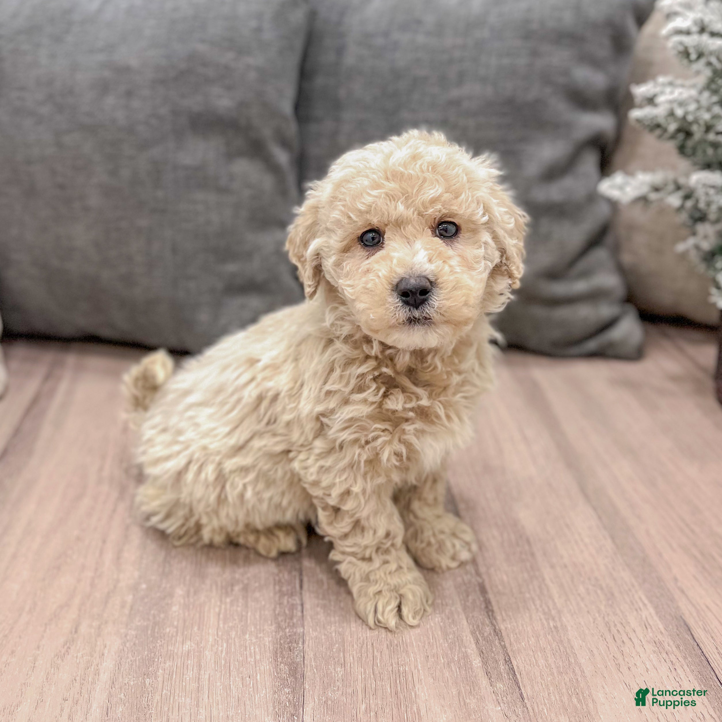 Mini Goldendoodle dogs Prancer - Ad 20