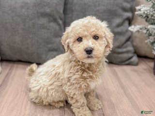 Mini Goldendoodle dogs Prancer - Ad 17