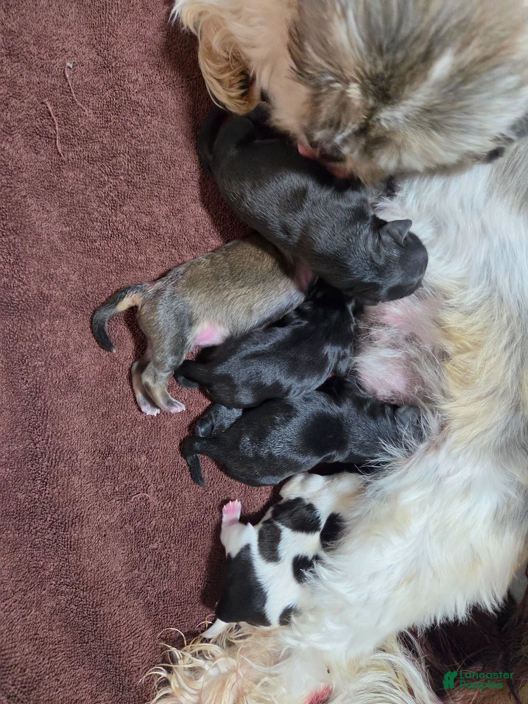 Shih Tzu dogs for sale: Shih Tzu Puppy 3 - Ad 3