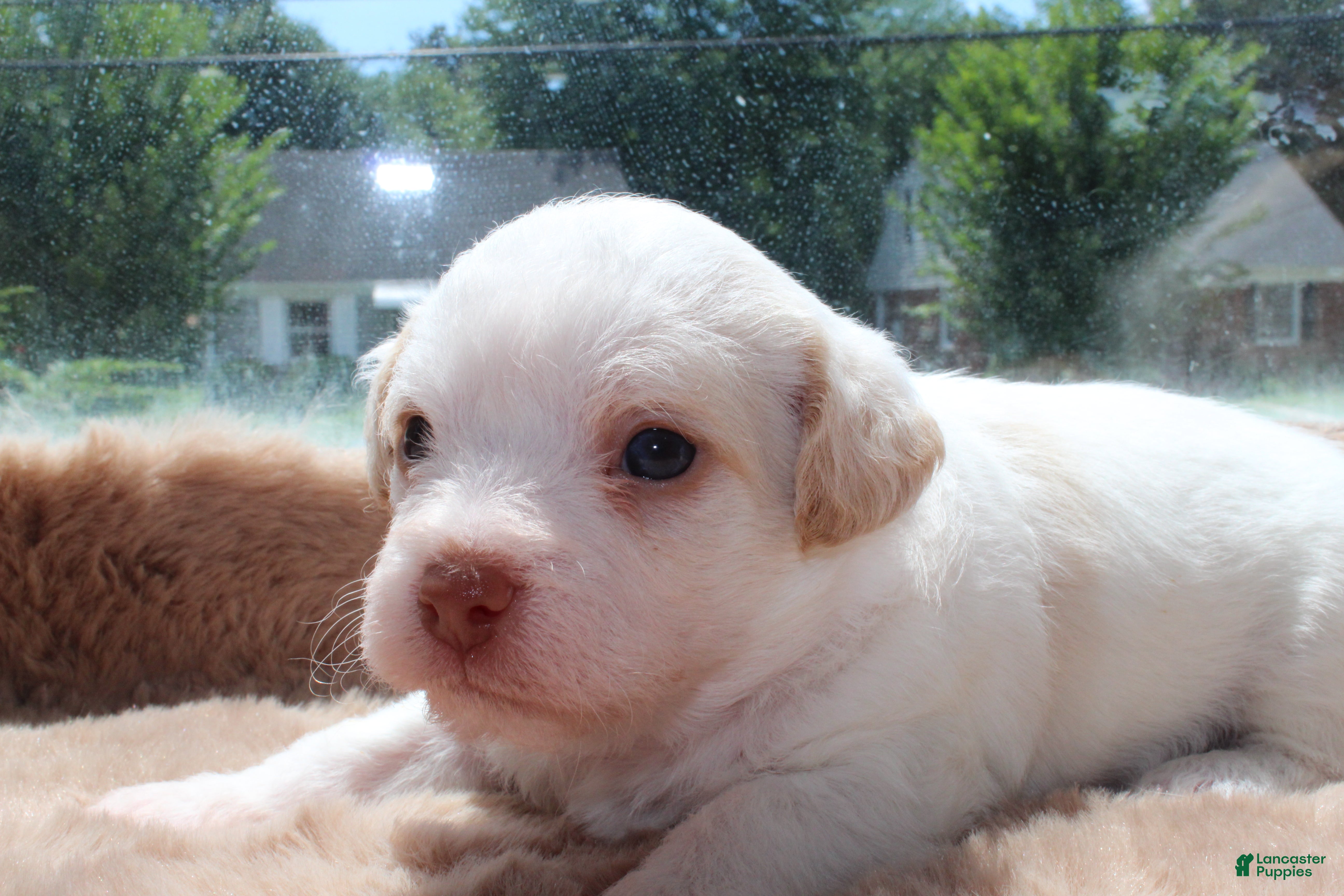 Mixed Breed dogs Mixed Breed 3 - Ad 41