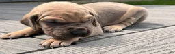 Great Dane dogs for sale: Sunshine  - Ad 6