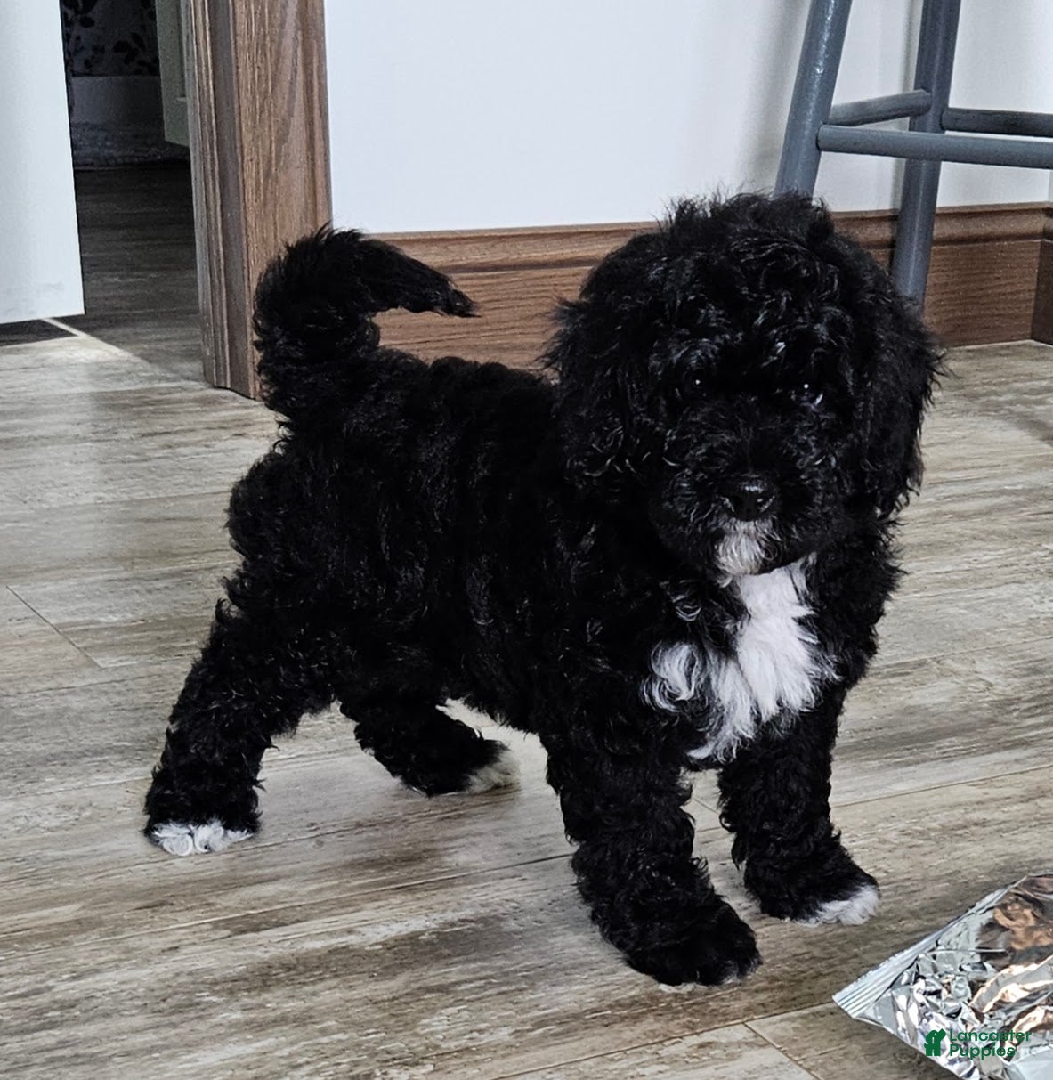 Mini Bernedoodle dogs Conner - Ad 1