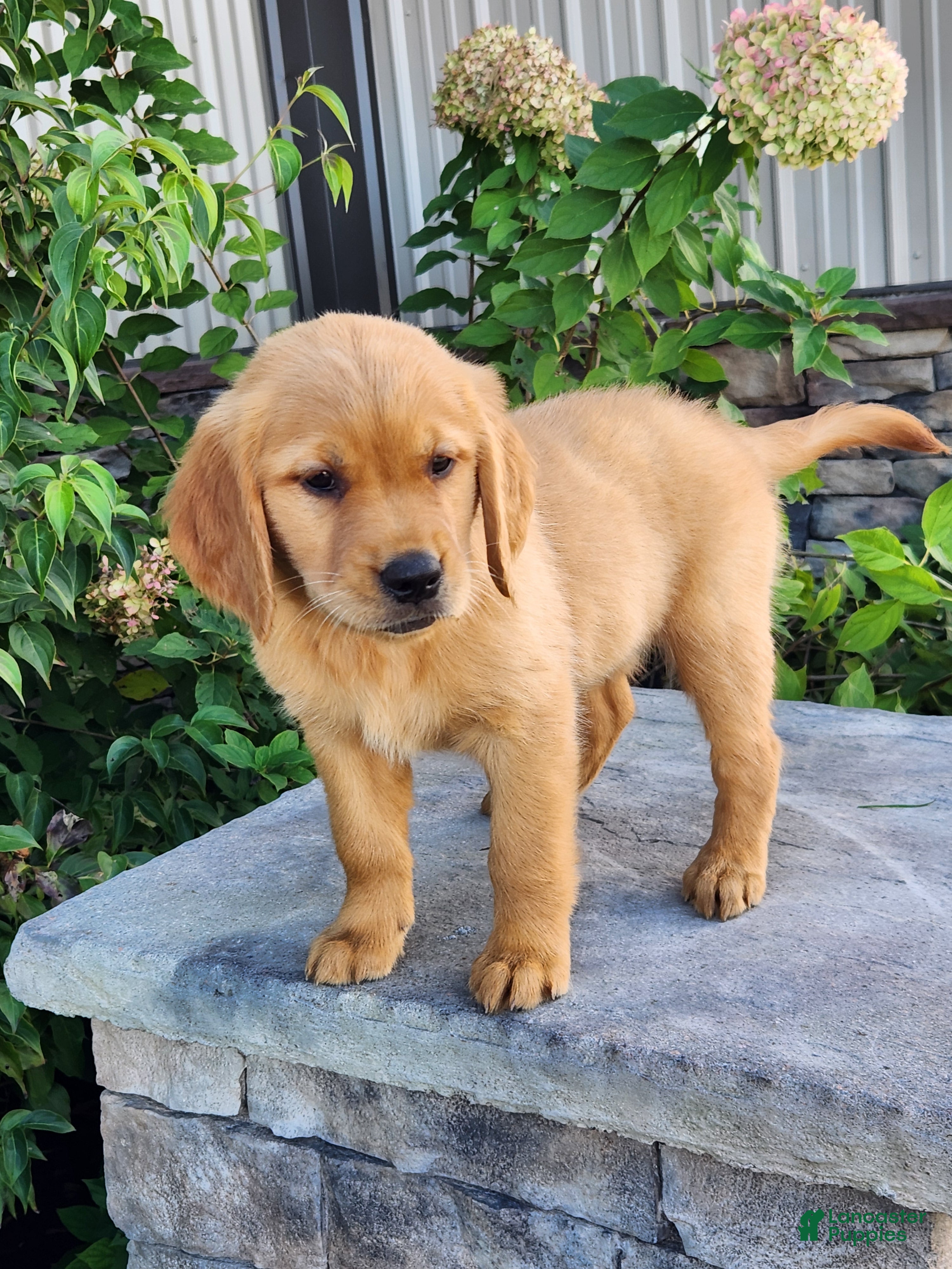 Golden Retriever dogs Chai - Ad 2