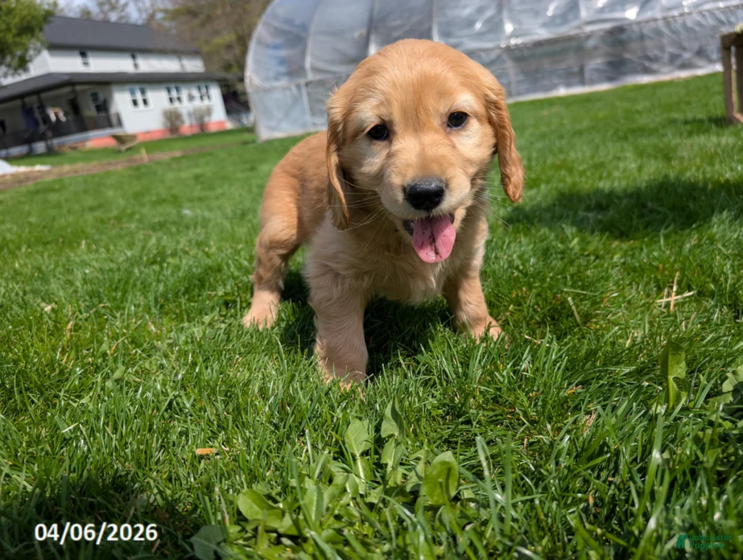 Mixed Breed dogs for sale: Amanda - Ad 2