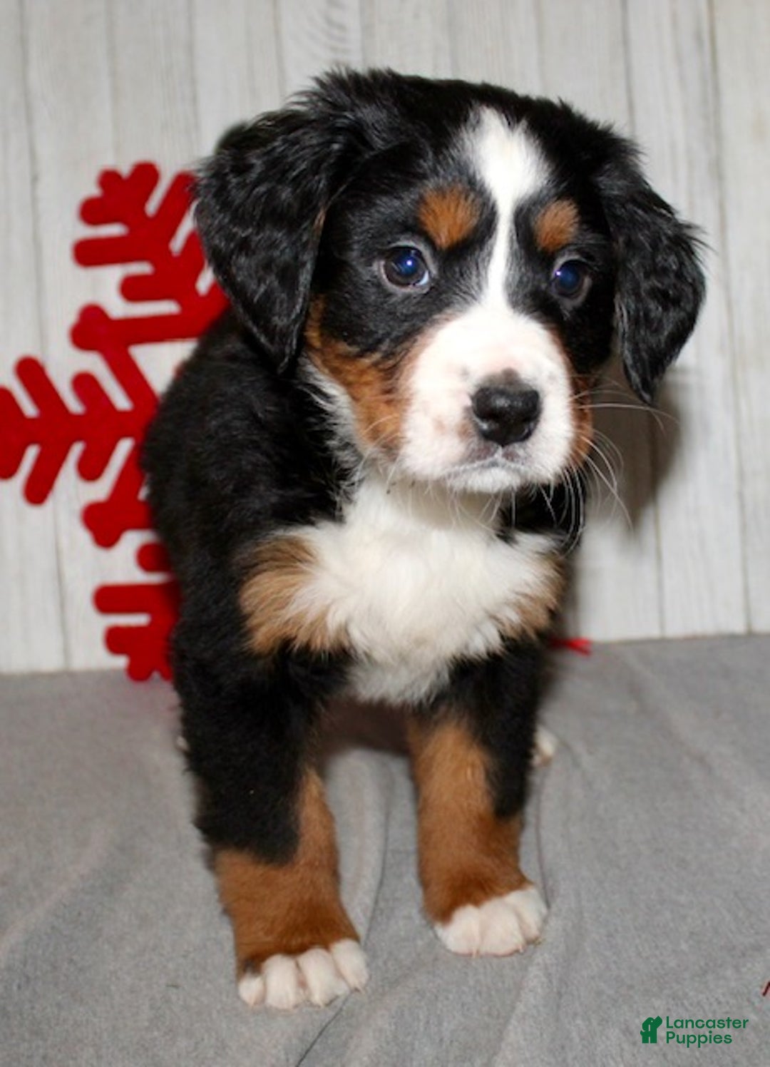 Bernese Mountain Dog dogs for sale: Lilly - Ad 5