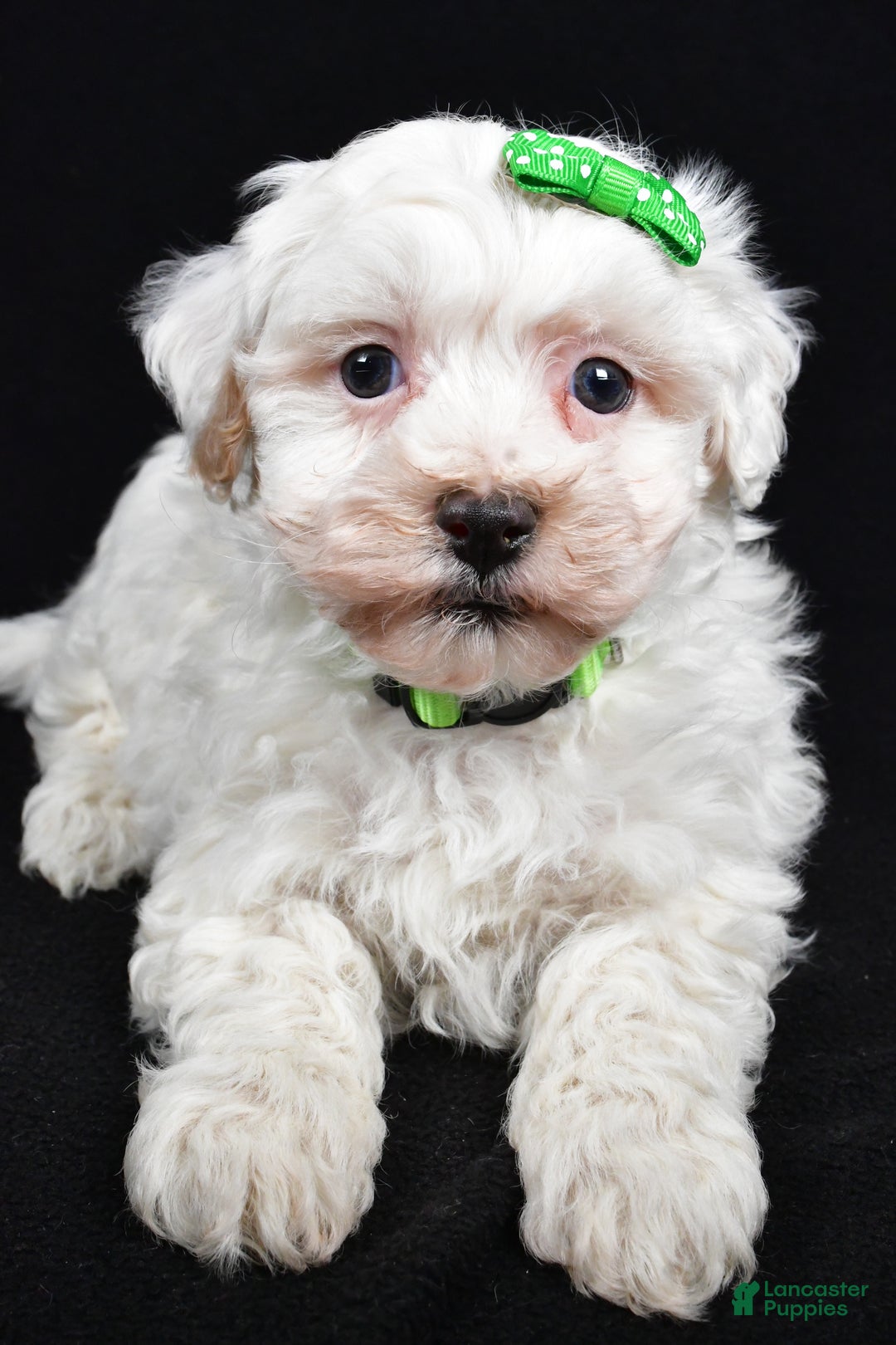 Maltipoo dogs for sale: Joshua - Ad 3