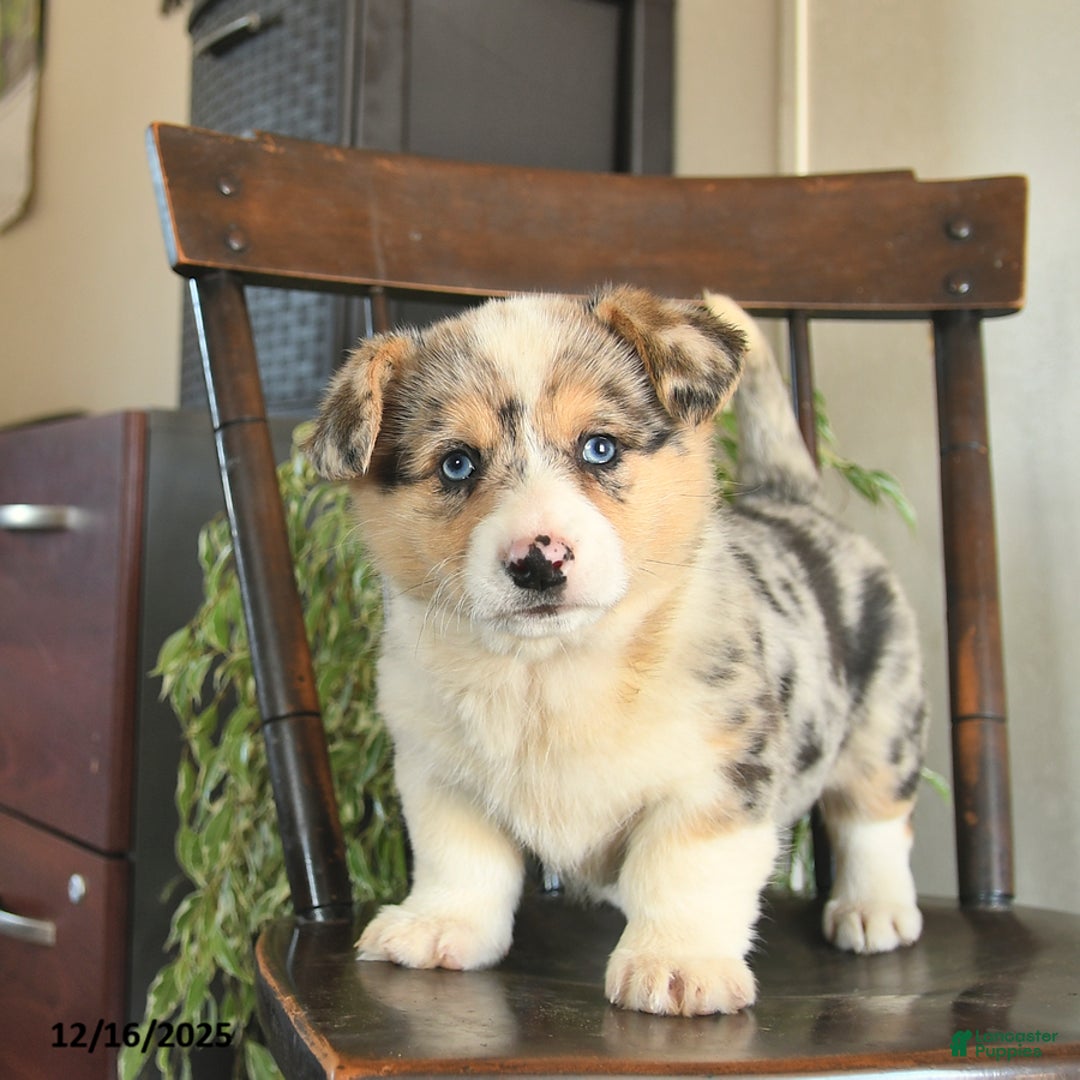 Welsh Corgi Pembroke dogs for sale: Millie  - Ad 1