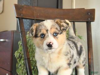Welsh Corgi Pembroke dogs for sale: Millie - Ad 2