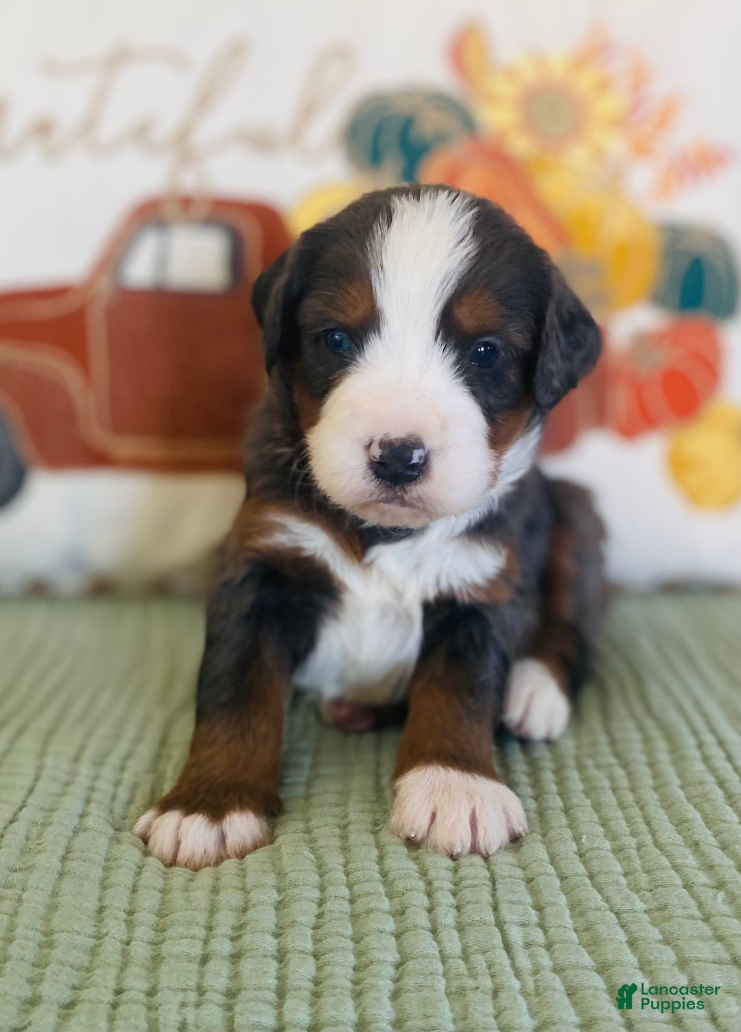 Bernedoodle dogs for sale: Princess - Ad 22