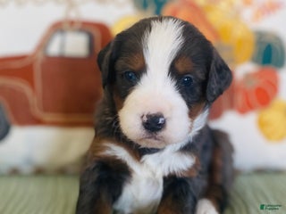 Bernedoodle dogs - Ad 42