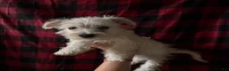 Mixed Breed dogs for sale: Mixed Breed 1 - Ad 1