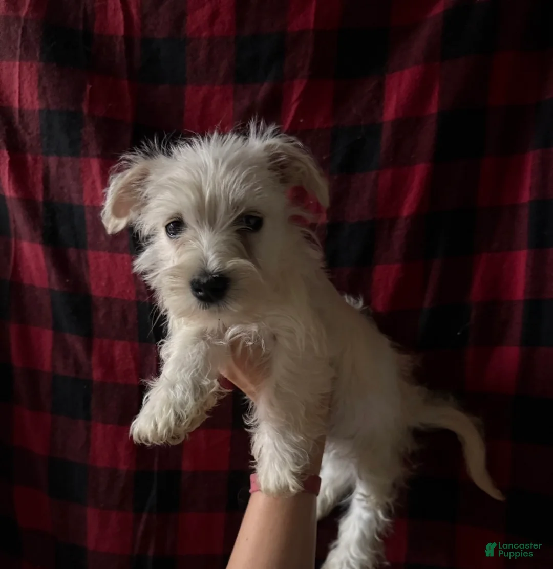 Mixed Breed dogs for sale: Mixed Breed 1 - Ad 1
