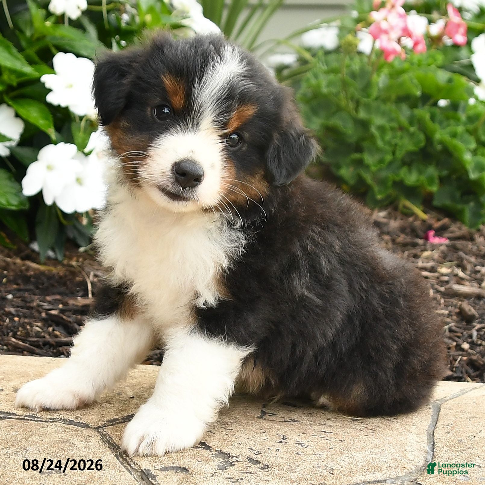 Miniature Australian Shepherd dogs Peter - Ad 2