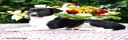 Mixed Breed dogs for sale: Cara  - Ad 2