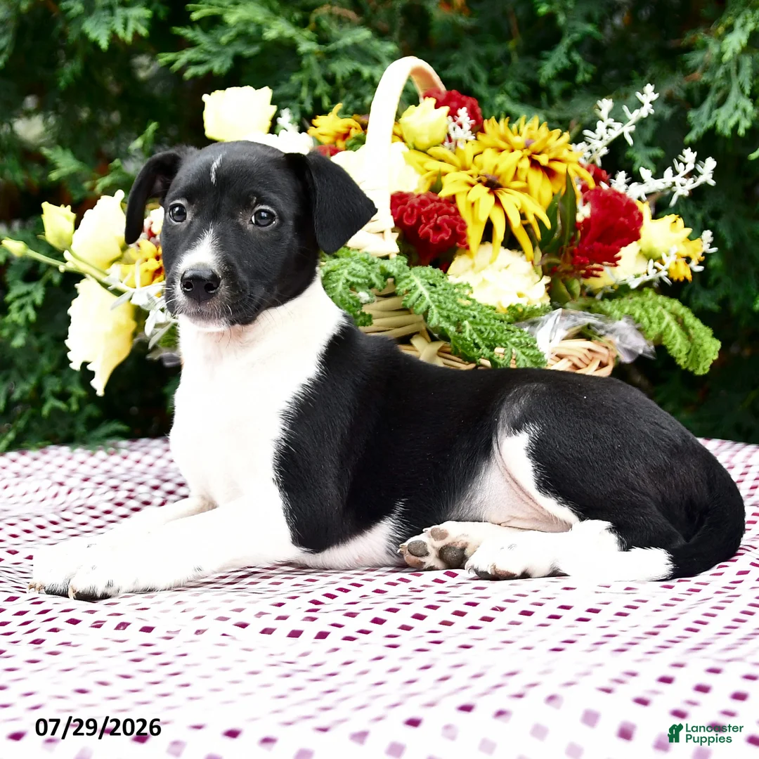 Mixed Breed dogs for sale: Cara  - Ad 2