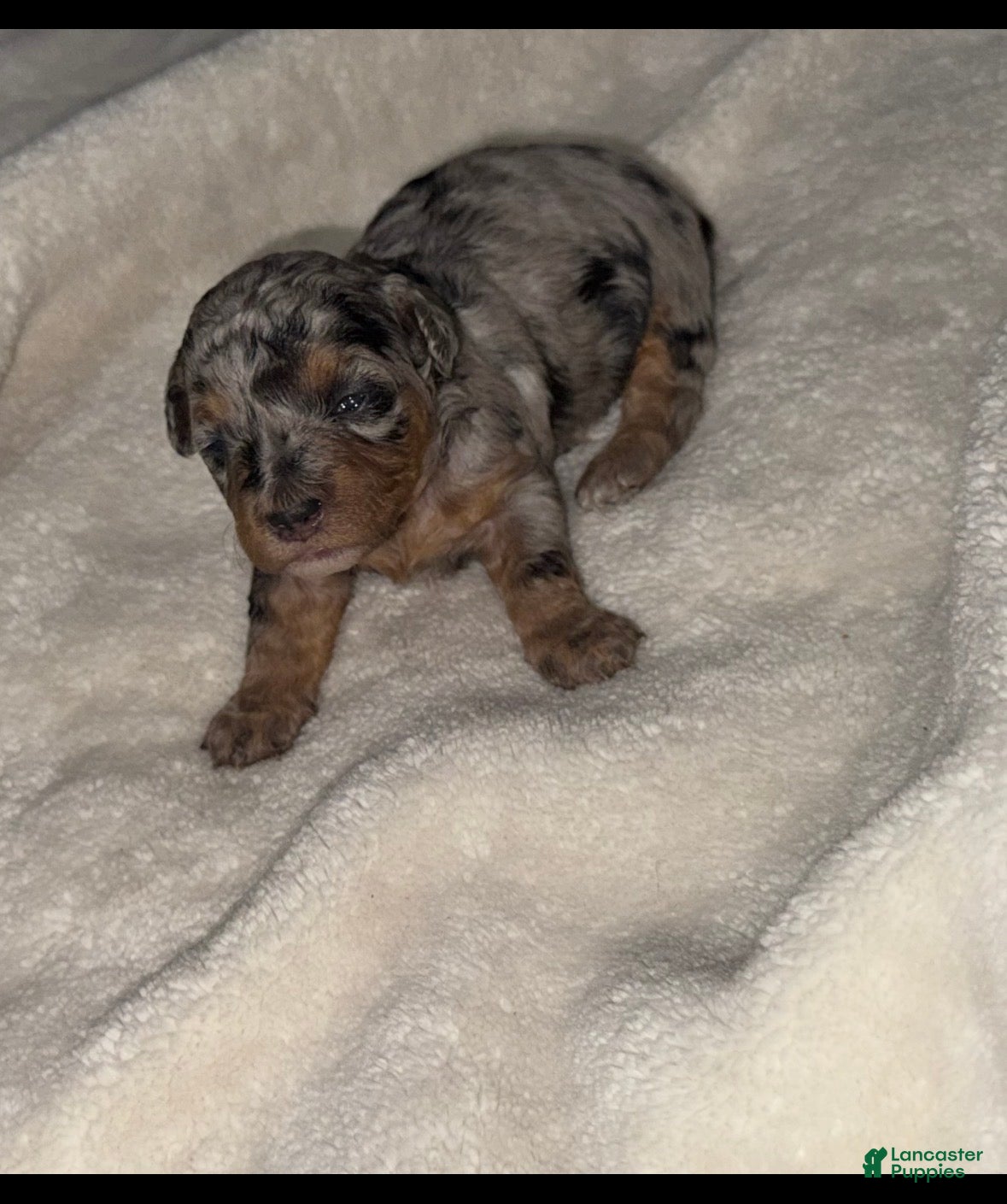 Toy Poodle dogs for sale: Domino - Ad 3