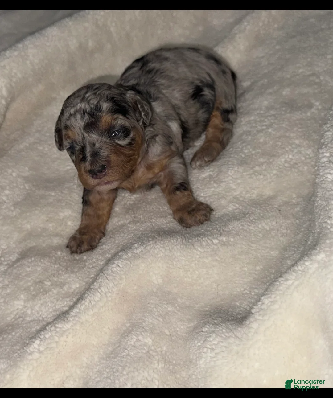 Toy Poodle dogs for sale: Domino - Ad 1