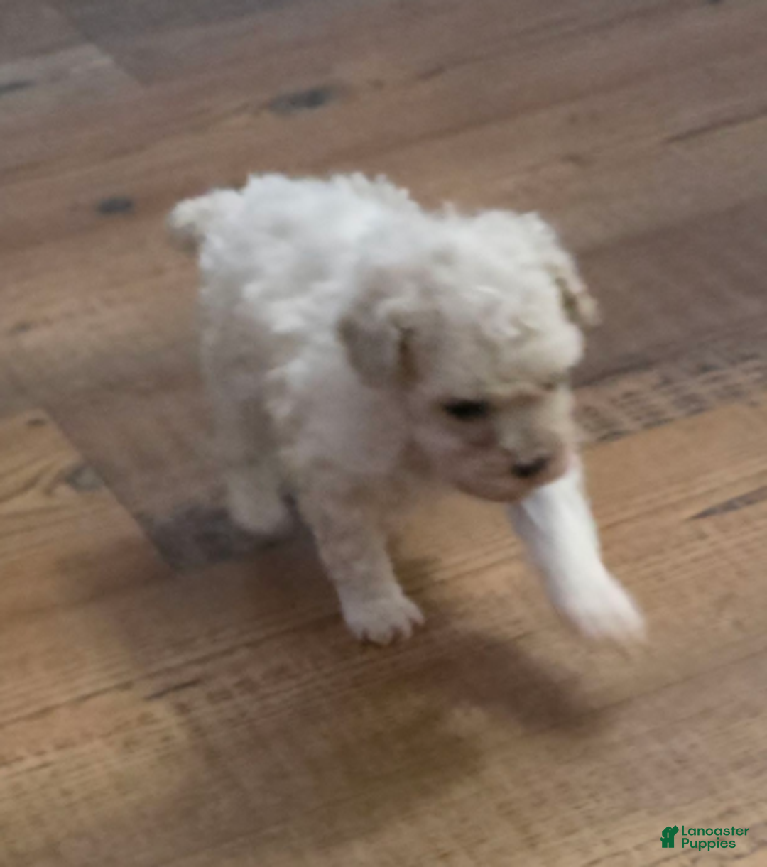 Standard Poodle dogs for sale: Snow - Ad 11