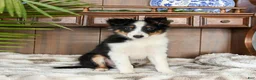 Shetland Sheepdog dogs for sale: Ken  - Ad 3
