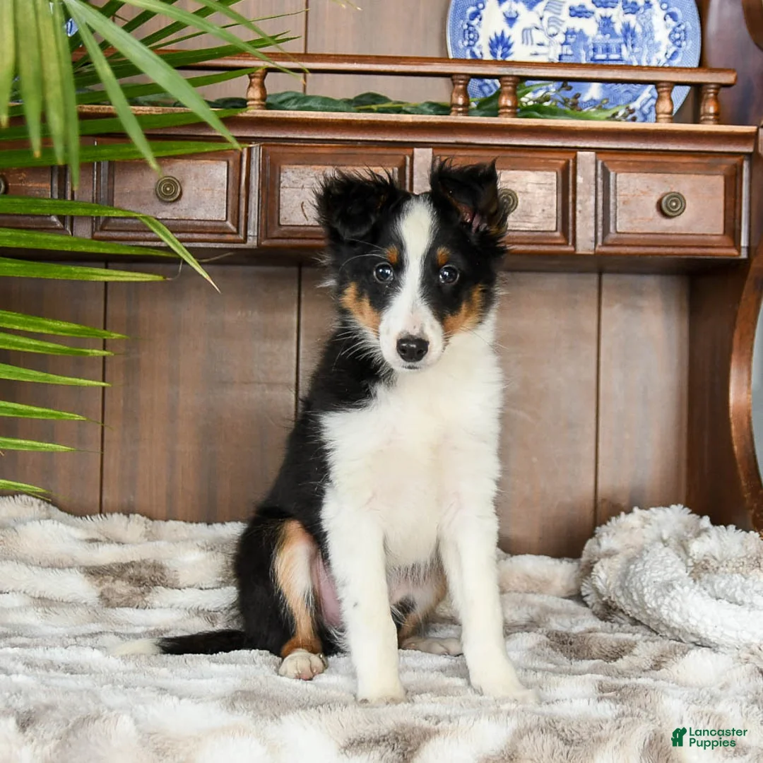 Shetland Sheepdog dogs for sale: Ken  - Ad 3