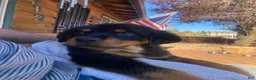 Rottweiler dogs for sale: Poseidon - Ad 31