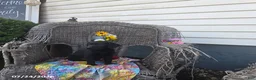 Labrador Retriever dogs for sale: Kristy - Ad 5