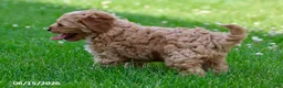 Shihpoo dogs for sale: Tigger - Ad 4