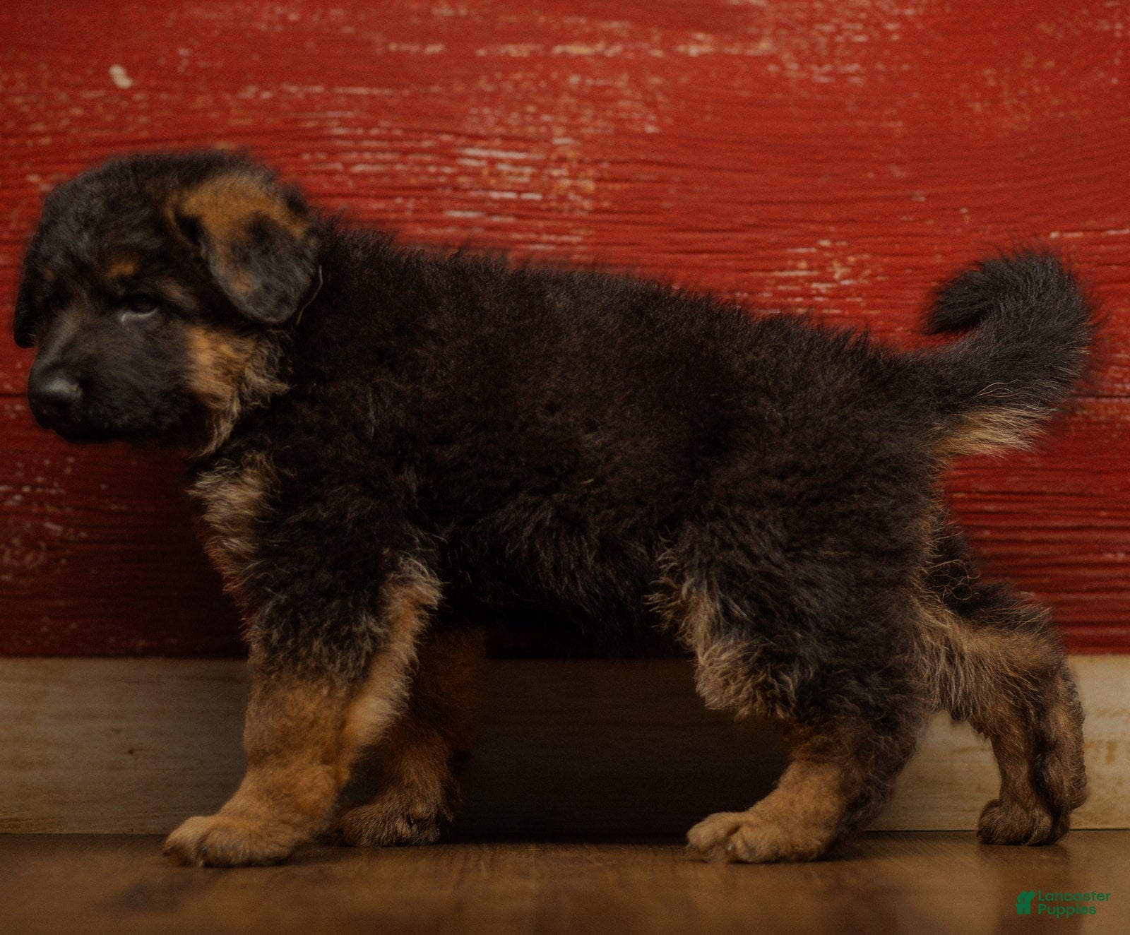 German Shepherd dogs German Shepherd Puppy 1 - Ad 2