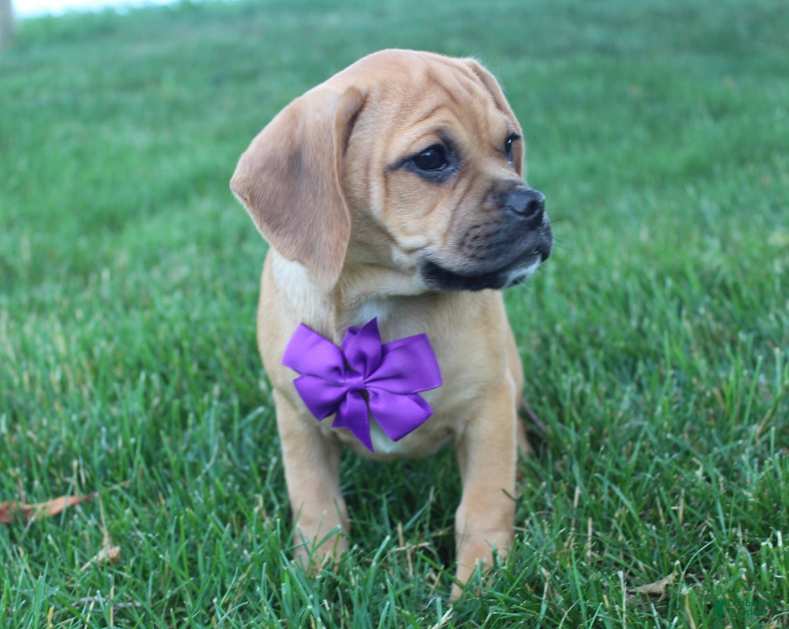 Puggle dogs Ryder - Ad 2