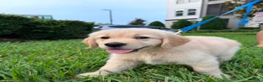 Golden Retriever Ethan