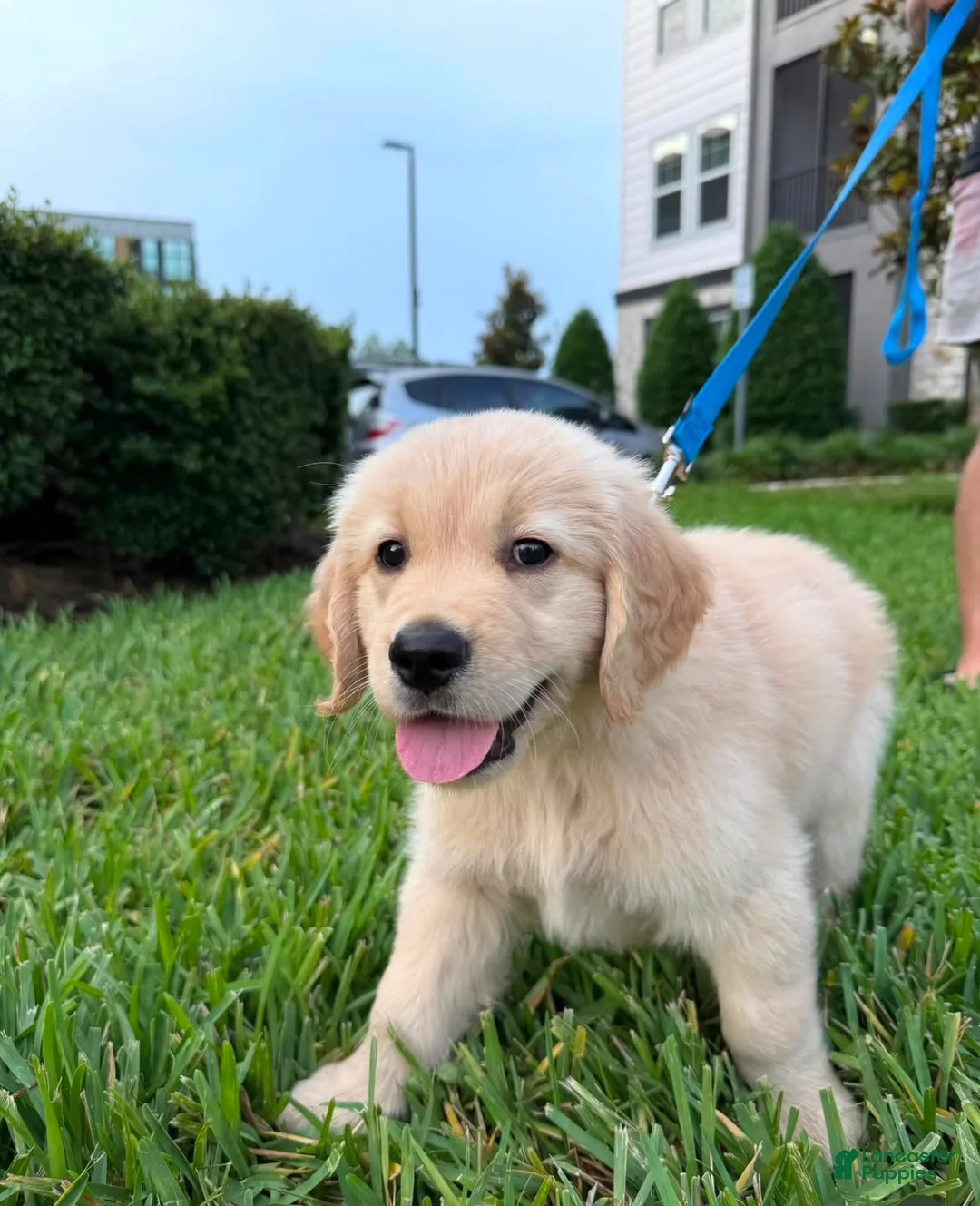 Golden Retriever dogs for sale: Golden Retriever Ethan - Ad 1
