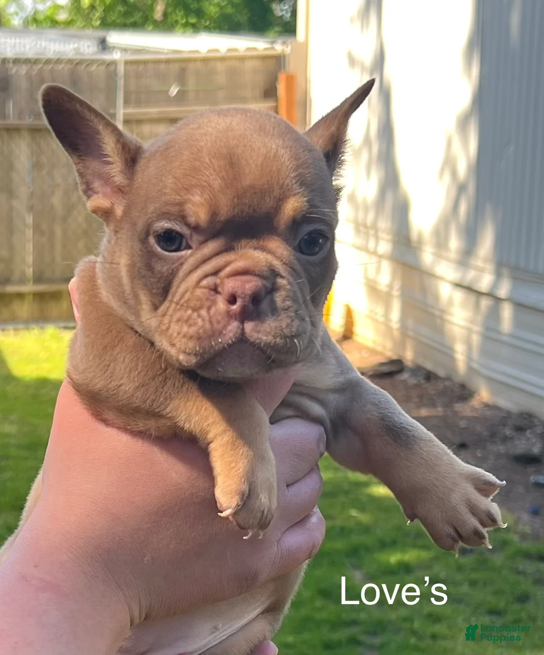 Mixed Breed dogs for sale: Love  - Ad 1